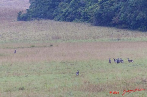 Moukalaba-2-Doussala-Cobe-de-Fassa-Kobus-ellipsiprymmus-11E5K2IMG_72545wtmk-Web