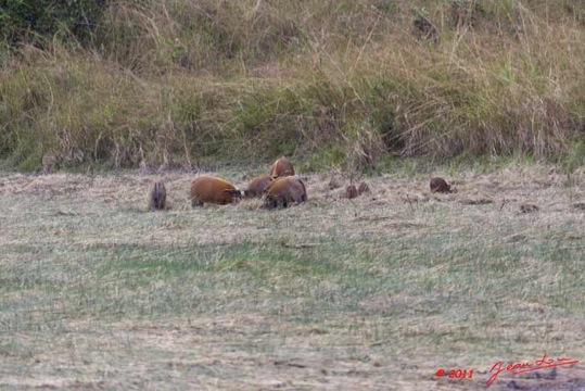 Moukalaba-2-MBANI-Potamocheres-Potamochoerus-porcus-11E5K2IMG_72171wtmk-Web