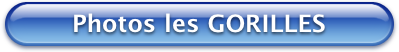 Bouton Bleu Photos Gorilles 399x52
