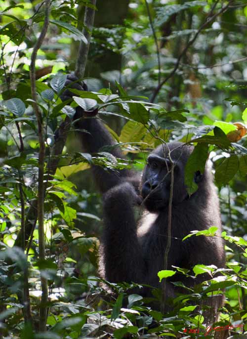Moukalaba-2-DOUSSALA-Gorille-en-Foret-11E5K2IMG_72723bwtmk-Web
