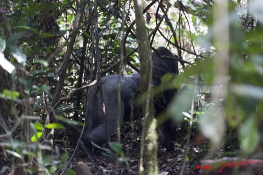 Moukalaba-2-DOUSSALA-Gorille-Male-Dominant-Dos-Argente-en-Foret-11E5K2IMG_72744wtmk-Web