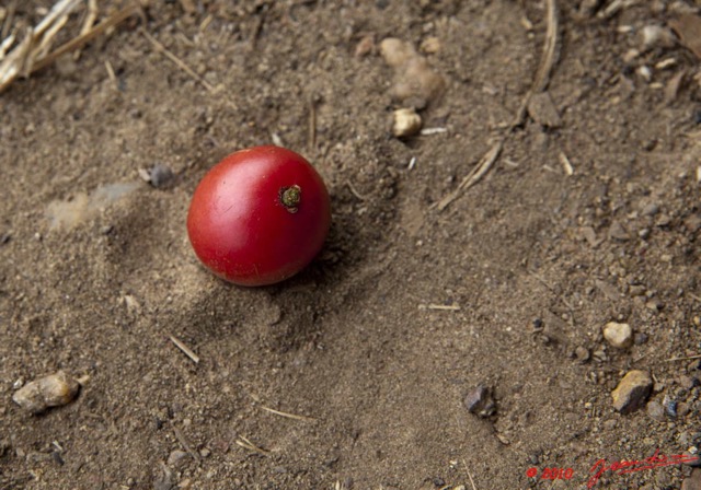 079 MOUKALABA Doussala Fruit Rouge 10E5K2IMG_63484wtmk.jpg