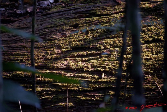 084 MOUKALABA Doussala Arbre Mort et Mousse 10E5K2IMG_63289wtmk.jpg