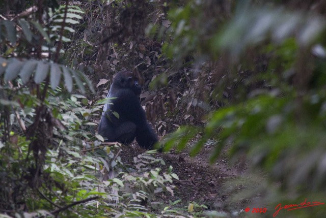 100 MOUKALABA Doussala Gorille dans la Foret 10E5K2IMG_63456wtmk.jpg