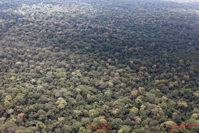 041 WONGA WONGUE 1 le Vol Survol de la Foret 18E5K3IMG_180304126967_DxOwtmk.jpg