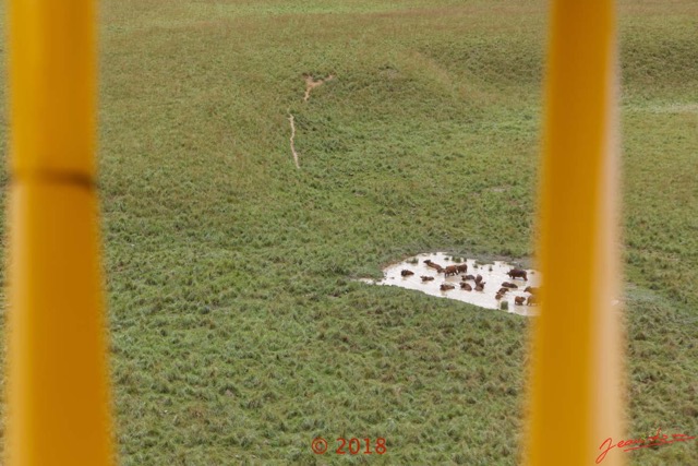 073 WONGA WONGUE 1 le Vol Foret et Savane Survol Mare avec Buffles 18E5K3IMG_180304127041_DxOwtmk.jpg