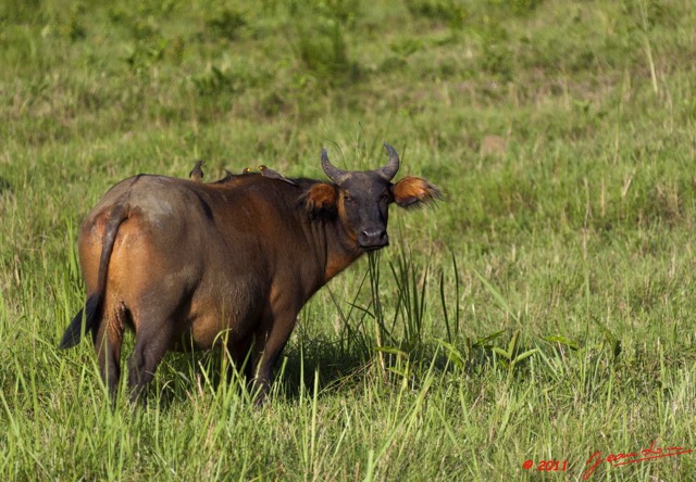 028 LEKEDI 5 Buffles Syncerus caffer nanus 11E5K2IMG_67273wtmk.jpg