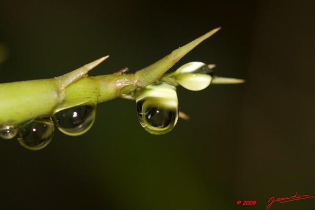 030 Plateaux Bateke 4 Pousse Bambou et Goutte Eau 9E50IMG_30874wtmk.jpg