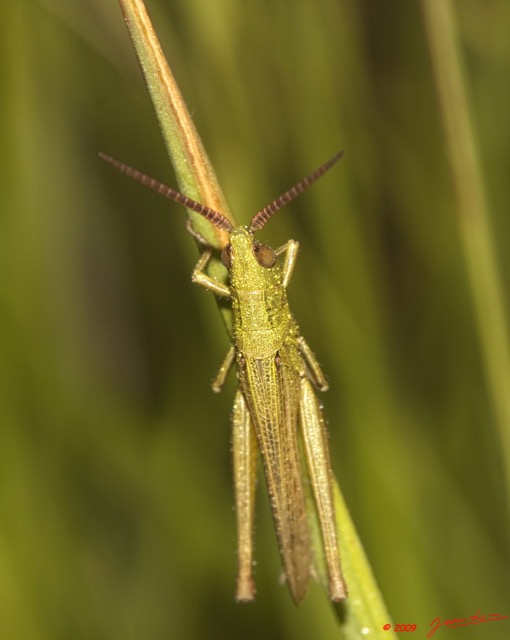 038 Plateaux Bateke 6 Insecte Orthoptere Criquet 9E50DIMG_31930wtmk.jpg