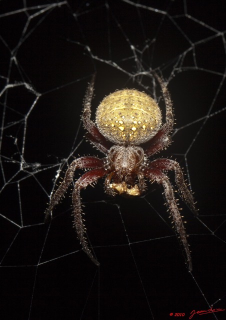 022 SPB 7 Araignee 36 10E5K2IMG_57287wtmk.jpg