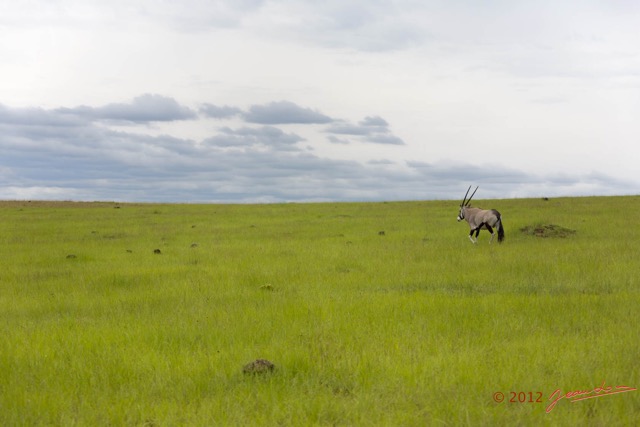 004 SPB 9 Oryx gazella Solitaire 12E5K3IMG_90487wtmk.jpg