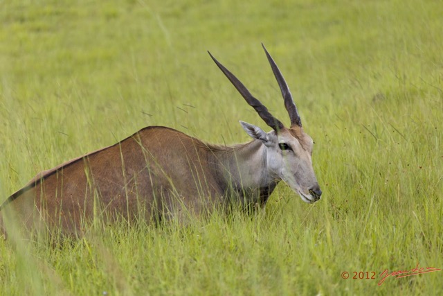 039 SPB 9 Elan du Cap Tragelaphus oryx 12E5K3IMG_90683wtmk.jpg