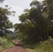 040 MIMONGO Piste et Bambouseraie dans le Chaillu 12E5K2IMG_74504wtmk.jpg