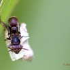 052 MIMONGO Insecte Hymenoptere dans le Chaillu 12E5K2IMG_74626wtmk.jpg