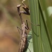 056 MIMONGO Insecte Dictyoptere Mante Devorant un Insecte dans le Chaillu 12E5K2IMG_74572wtmk.jpg