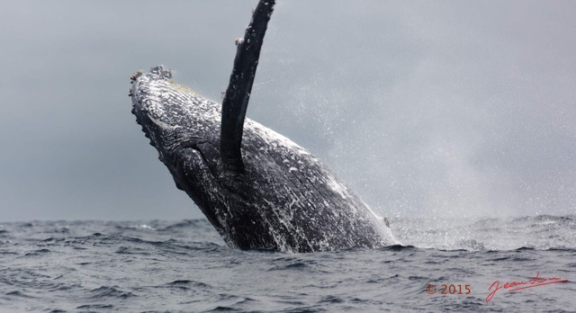 013 BALEINES 2 Cetacea Baleine a Bosse Megaptera novaeangliae Saut 15E5K3IMG_108296awtmk.jpg