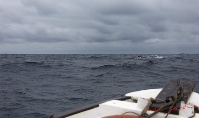 035 BALEINES 2 Baleine vue du Bateau 15E5K3IMG_108375wtmk.jpg