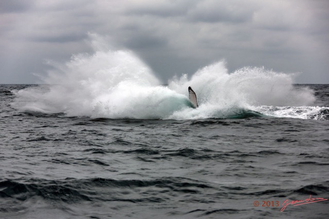 021 Baleines de Libreville le Saut 13E5K3IMG_93389wtmk.jpg