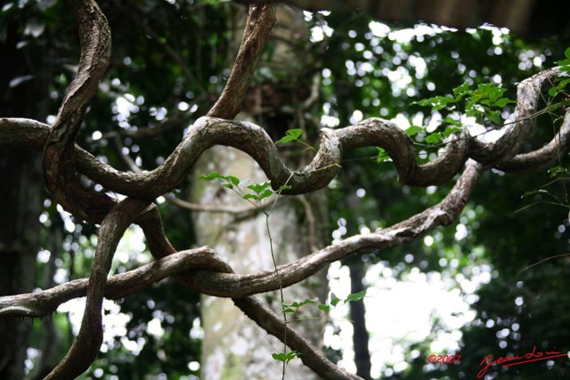 060 KONGOU 1 Lianes Torsadees IMG_2596WTMK.JPG