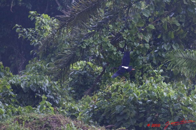 032 KONGOU 2 Oiseau Cigogne Abdim CICONIA Abdimii en Vol 10E5K2IMG_59666wtmk.jpg