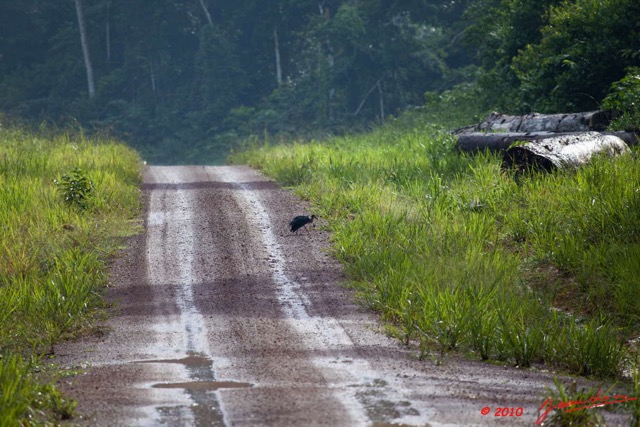 034 KONGOU 2 Oiseau Cigogne Abdim CICONIA Abdimii sur la Piste 10E5K2IMG_59679wtmk.jpg