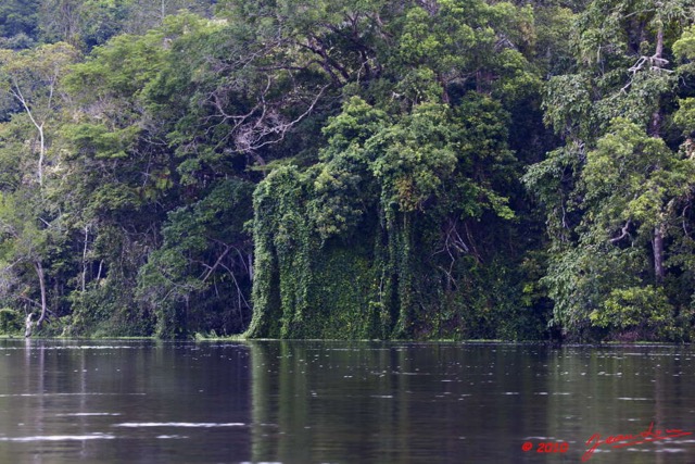 054 KONGOU 2 Fleuve Ivindo Mur Vegetal 10E5K2IMG_59804wtmk.jpg