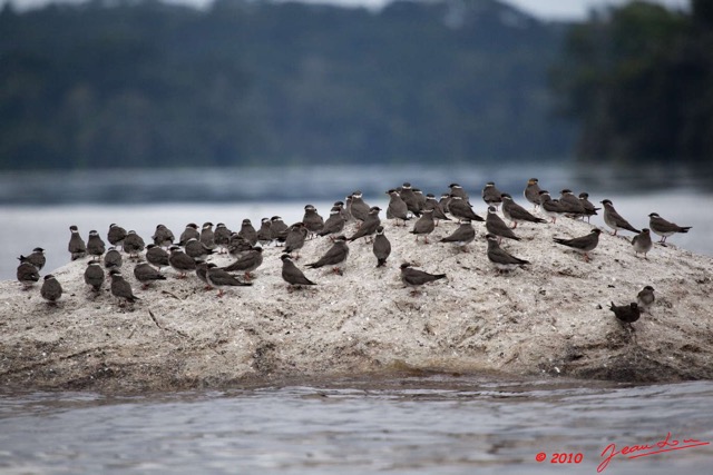 057 KONGOU 2 Oiseau Glareole Aureolee GLAREOLA Nuchalis 10E5K2IMG_59819wtmk.jpg