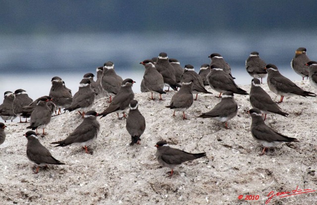 058 KONGOU 2 Oiseau Glareole Aureolee GLAREOLA Nuchalis 10E5K2IMG_59819awtmk.jpg