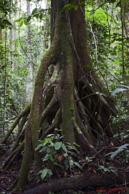 097 KONGOU 2 Arbre Rikio UAPACA Guineensis 10E5K2IMG_60294wtmk.jpg