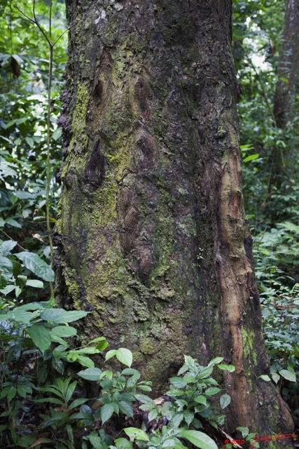 105 KONGOU 2 Arbre Nieuk 10E5K2IMG_60350wtmk.jpg