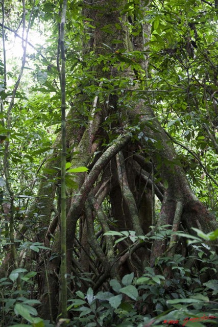 155 KONGOU 2 Bouya-Na-Gonde Arbre Rikio UAPACA Guineensis 10E5K2IMG_60147wtmk.jpg