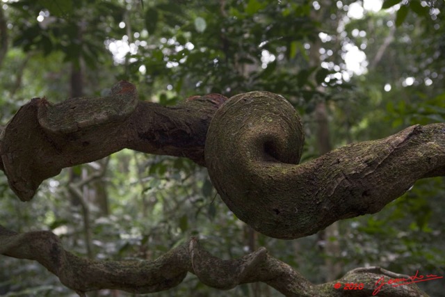 179 KONGOU 2 Lianes Torsadees 10E5K2IMG_60338wtmk.jpg