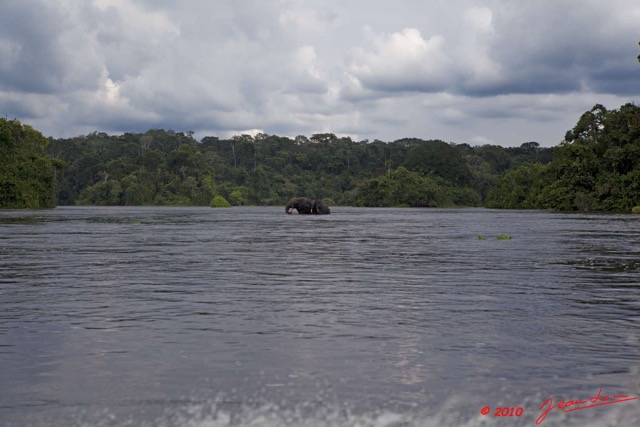 191 KONGOU 2 Fleuve Ivindo Elephants 10E5K2IMG_60363wtmk.jpg