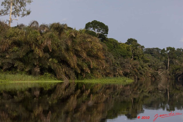 225 KONGOU 2 Fleuve Ivindo Palmiers sur la Rive 10E5K2IMG_60462wtmk.jpg