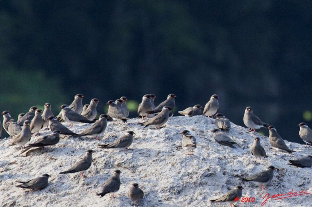 230 KONGOU 2 Fleuve Ivindo Oiseau Glareole GLAREOLA Nuchalis 10E5K2IMG_60463awtmk.jpg