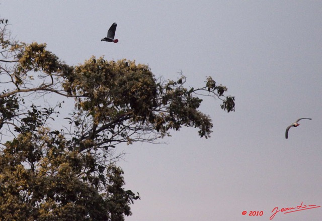 236 KONGOU 2 Fleuve Ivindo Oiseau Perroquet Gris PSITTACUS Erithacus 10E5K2IMG_60495wtmk.jpg