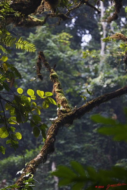 016 Dji-Dji Chute 1 Arbre et Mousse 10E5K2IMG_62857wtmk.jpg