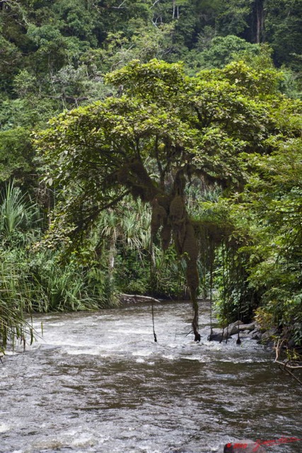 033 Dji-Dji Chute 2 Arbre et Mousse Pendante 10E5K2IMG_62740wtmk.jpg