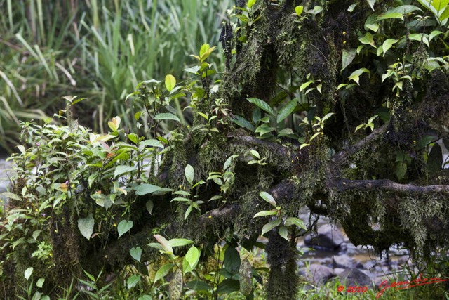 037 Dji-Dji Chute 2 Mousses 10E5K2IMG_62758wtmk.jpg