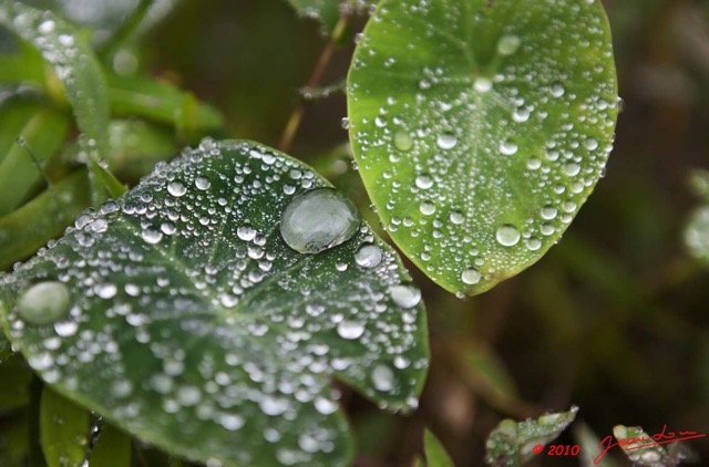 051 Dji-Dji Chute 2 Feuille et Goutelette Eau 10E5K2IMG_62778wtmk.jpg