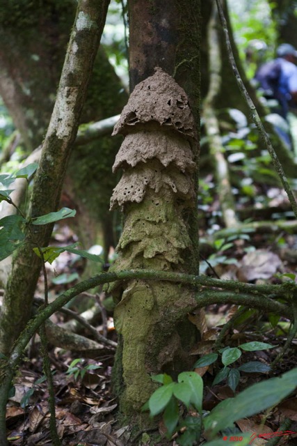 061 Dji-Dji Chute 2 Termitiere 10E5K2IMG_62817wtmk.jpg