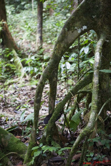 063 Dji-Dji Arbre Rikio Uapaca 10E5K2IMG_62819wtmk.jpg