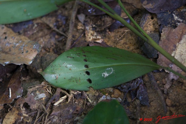 065 Dji-Dji Feuille Devoree 10E5K2IMG_62826wtmk.jpg