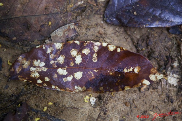 067 Dji-Dji Feuille et Lichen 10E5K2IMG_62828wtmk.jpg