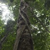 033 AMBINDA la Foret Arbre et Ficus 13E5K3IMG_94062wtmk.jpg