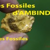 037 Titre Photos Fossiles Ambinda les Fossiles-01.jpg