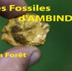 066 Titre Photos Fossiles Ambinda la Foret B-01.jpg