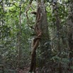 071 AMBINDA la Foret Liane Torsadee 13E5K3IMG_94170wtmk.jpg