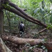 078 AMBINDA la Foret Passage sous un Arbre Mort 13E5K3IMG_94184wtmk.jpg