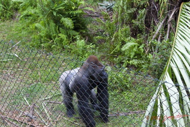 032 LOANGO EVENGUE Enclos et Gorille Mabeke 12E5K2IMG_78089wtmk.jpg